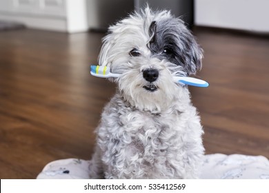 white poodle dog with a toothbrush in the mouth