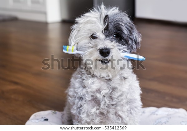  white
poodle dog with a toothbrush in the
mouth