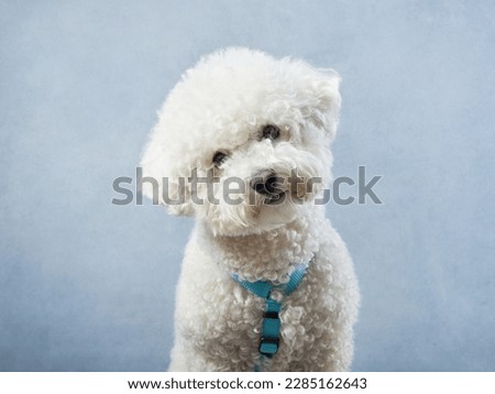 white poodle on a blue background. curly dog in photo studio. Maltese, poodle, maltipoo 