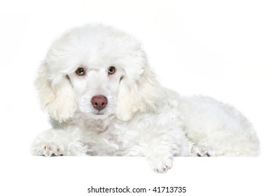 White Poodle Puppy With Green Eyes. Isoalted