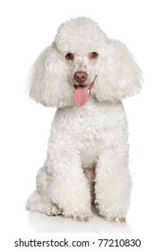 White Poodle Puppy, Isolated On A White Background
