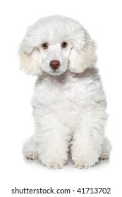 White Poodle Puppy On White Background
