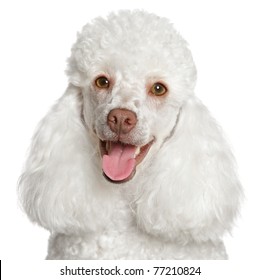 White poodle puppy smiles. Close-up portrait on a white background