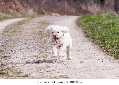 White poodle running
