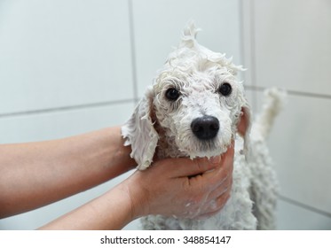 White Poodle In The Shower