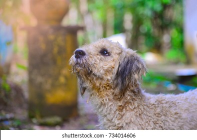 White Poodle Sitting At The Park In The Morning.