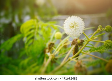 Wild Tamarind Images Stock Photos Vectors Shutterstock