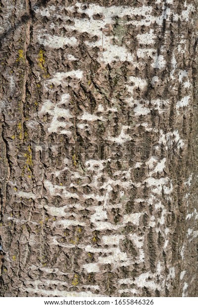 白いポプラの樹皮の詳細 ラテン語名 ポプラスアルバ の写真素材 今すぐ編集 白いポプラの樹皮の詳細 ラテン語名 ポプラスアルバ の写真素材 今すぐ編集