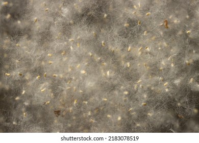 White Poplar Fluff As A Background