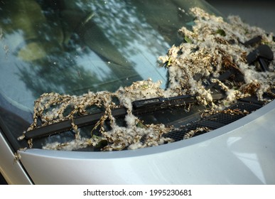 White Poplar Fluff On A Car Windshield, Shallow Dof Shot