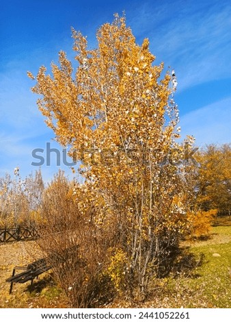 White poplar (Populus alba) is a poplar species from the willow family (Salicaceae) known for its white undersides. White poplar tree with yellow leaves in autumn.