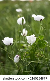 White poppies close up in field. Summer flowers. - Shutterstock ID 2160154979