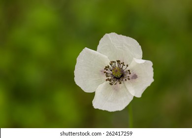 White Poppy