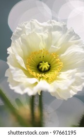 White Poppy Flower, Close Up Shot.