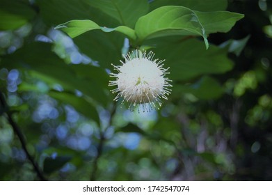 White Porcupine Flower Closeup View