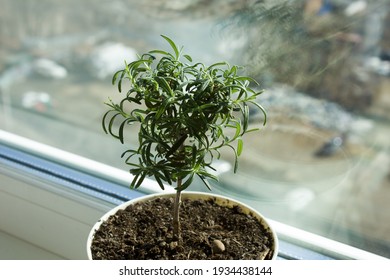 White pot with fresh rosemary on a sunny windowsill. Green seedlings aromatic herb, young plants, leaves, indoor gardening.  - Shutterstock ID 1934438144