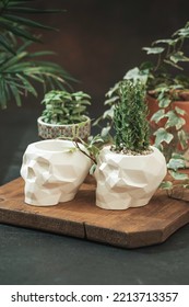 White pots for plants with succulents in the shape of a skull made of plaster, concrete. Creative Halloween floral concept. Fashion minimal art. Selective focus