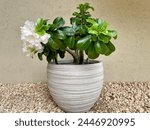 White potted desert rose with partial blooms in large white pot. Pot is placed over loose gravel against beige concrete wall.