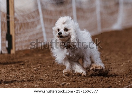 White Powderpuff Chinese Crested toy dog running lure course sport in the dirt on a sunny summer day