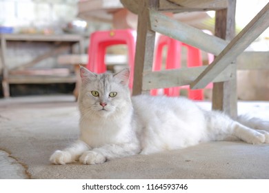 The white pregnant cat lying on the concrete ground face and eyes are staring and looking with suspicion and doubt over what is seen.Kitten sit on the ground under the table wondering what's around.