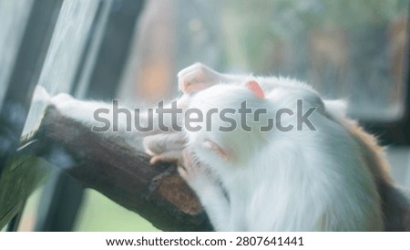 White primate sitting calmly inside indoor wildlife enclosure