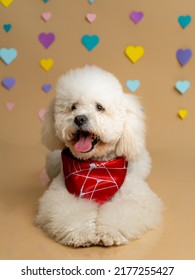 White Puddle Wearing Red Bandana