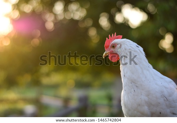 A white\
pullet chicken during the golden hour with plenty of bokeh filled\
negative space for text, logos,\
etc.