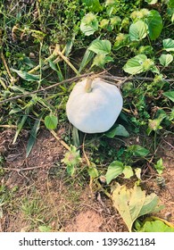 White Pumpkin On Vine In Pumpkin Patch 