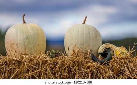 White pumpkins on hay stack and basket on a farm for halloween decoration in America with shallow background