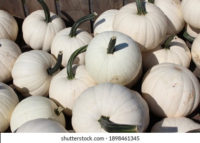 White pumpkins at a Pennsylvania pumpkin patch. Fall 2017. 
