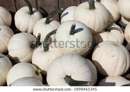 White pumpkins at a Pennsylvania pumpkin patch. Fall 2017. 