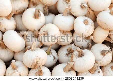 White pumpkins for sale at a pumpkin patch in Beaumont, Texas