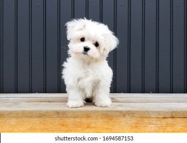 White puppy against dark background