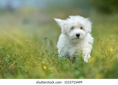 White puppy, Coton de Tulear