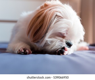 White Puppy Dog Licks On Her Feet