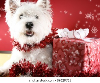 490 Westie christmas Images, Stock Photos & Vectors | Shutterstock