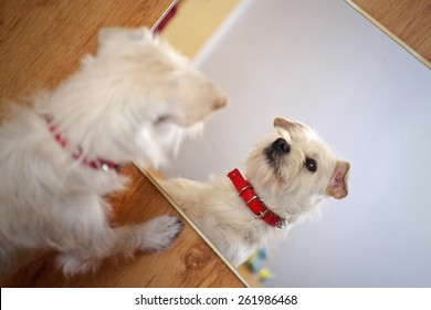 can dogs see in the mirror