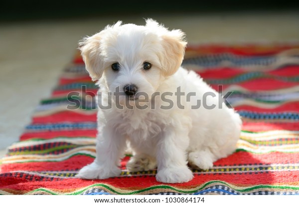 赤いカーペットの上に座っている白い子犬のマルター犬 の写真素材 今すぐ編集