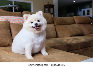 Pomeranian House High Res Stock Images Shutterstock
