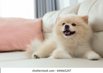 white puppy pomeranian dog cute pet happy smile in home with seat sofa furniture interior decor in living room