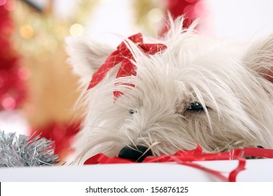 38+ Westie Christmas Cards 2021 Images