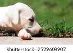 White puppy resting, close-up of dog face, adorable dog, pet photography, peaceful animal, young dog, puppy on grass, relaxing puppy, cute  portrait, outdoors, animal close-up, puppy eyes