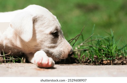 White puppy resting, close-up of dog face, adorable dog, pet photography, peaceful animal, young dog, puppy on grass, relaxing puppy, cute  portrait, outdoors, animal close-up, puppy eyes - Powered by Shutterstock