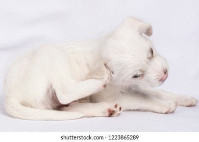 white puppy scratching

