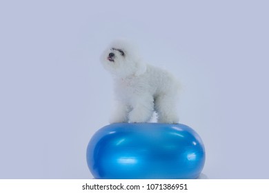 A white puppy is standing on a blue balloon. 