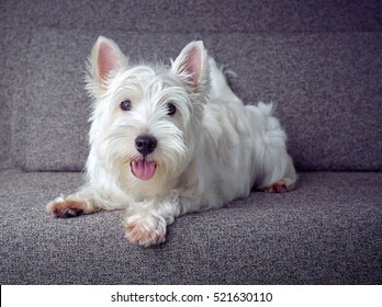 White Puppy Westie sitting on a grey couch