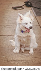 White Puppy Yawning On Boat Dock - Young American Eskimo-Spitz With Eyes Closed And Mouth Open In Big Yawn