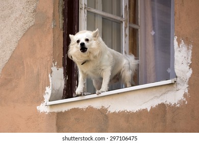 White Pure Bred Small Dog Standing In Old Wooden Window And Barking On Street On Light Orange Peeling Flat Wall Background, Horizontal Picture