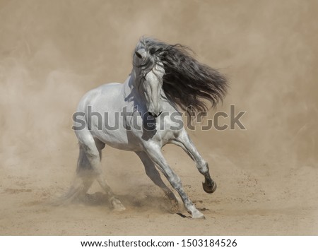 White Purebred Andalusian horse playing on sand in paddock in dust.