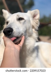 White Purebred Swiss Shepherd With Big Ears And Long White Hair And A Long Tail, Licking The Hand Of A Person